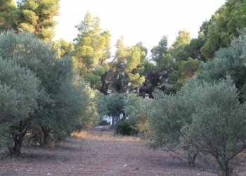 Terreno agricolo Grecia - foto 1