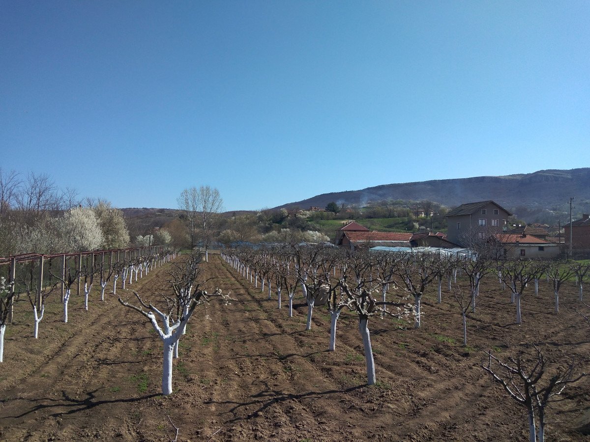 Fruit chestnut grove с. Долно Белотинци, Montana - photo 1