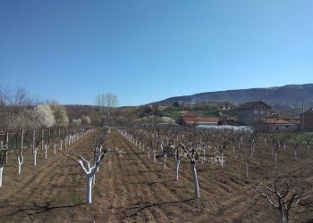 Fruit chestnut grove с. Долно Белотинци, Montana - photo 1