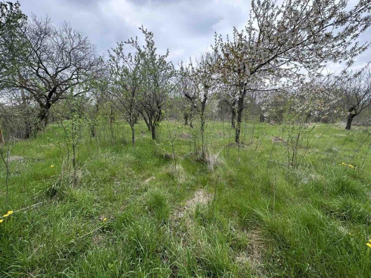 Agricultural land с. Велино, Shumen - photo 1