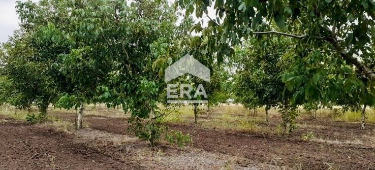 Agricultural land Ruse - photo 1