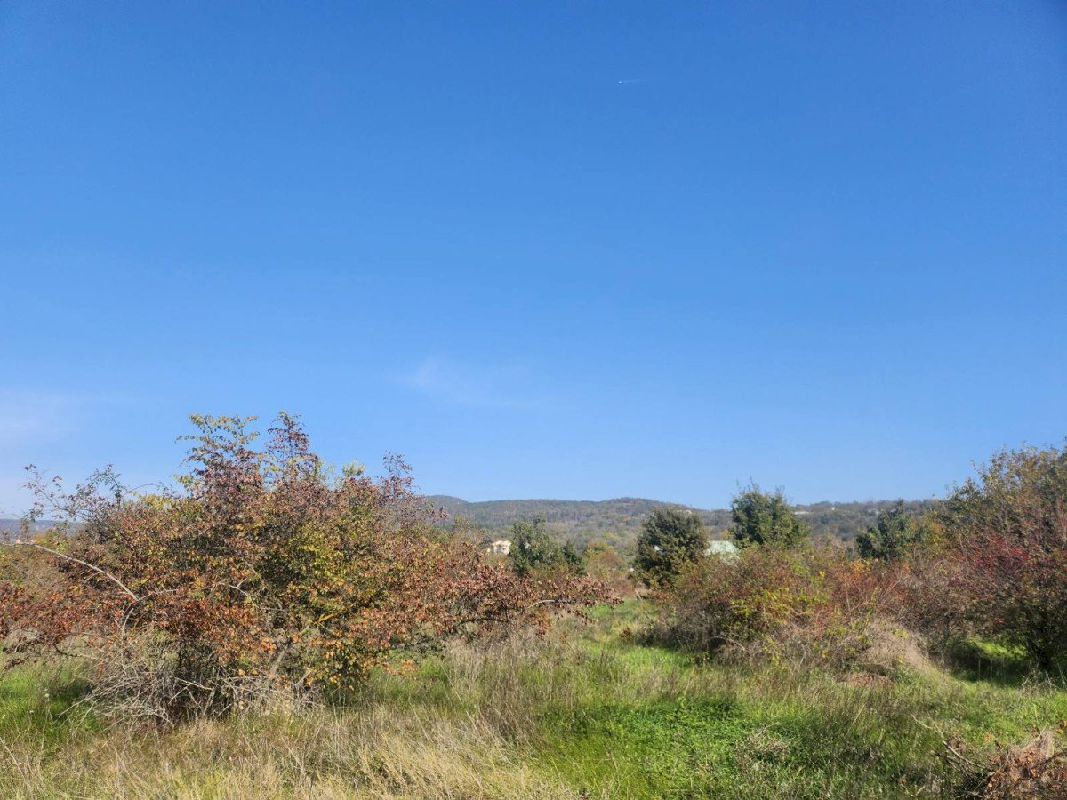 Fruit chestnut grove Aksakovo - photo 1