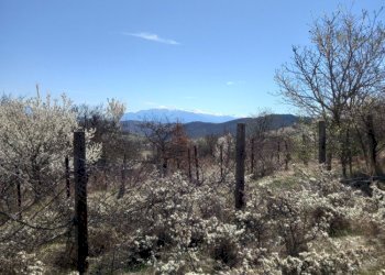 Terreno agricolo с. Логодаж, Blagoevgrad - foto 1