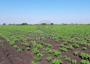 Building land Пети километър, Burgas - photo 1