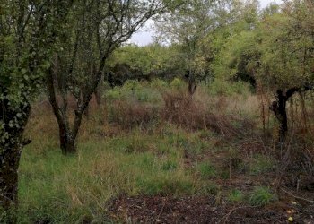 Agricultural land с. Долна Диканя, Radomir - photo 1